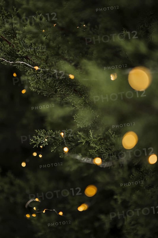 Christmas decoration with beautiful tree lights