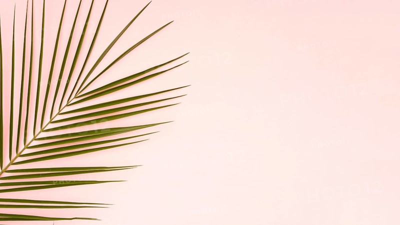 Green leaves palm tree with pink copy space background
