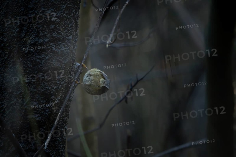 Winter Goldcrest