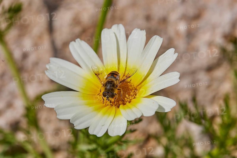 Aptera
