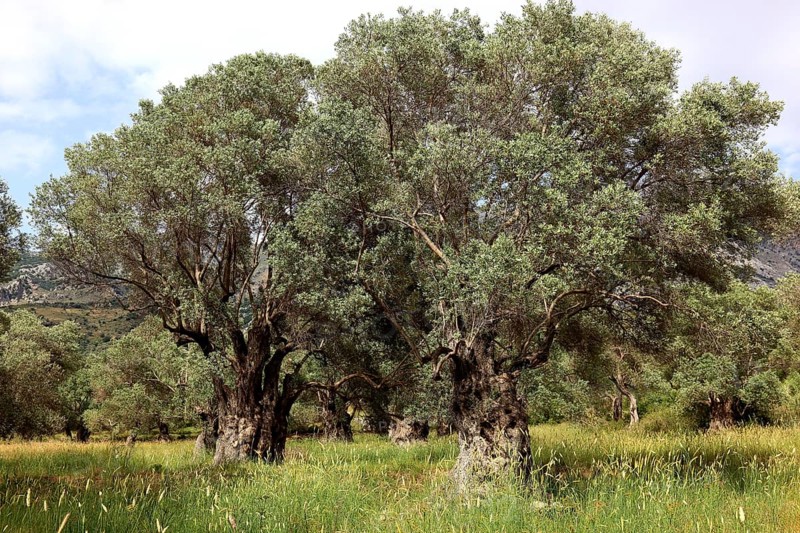 Old olive trees with thick trunks