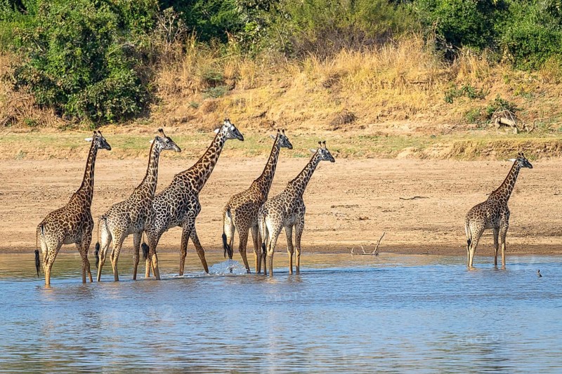 Rhodesian giraffe