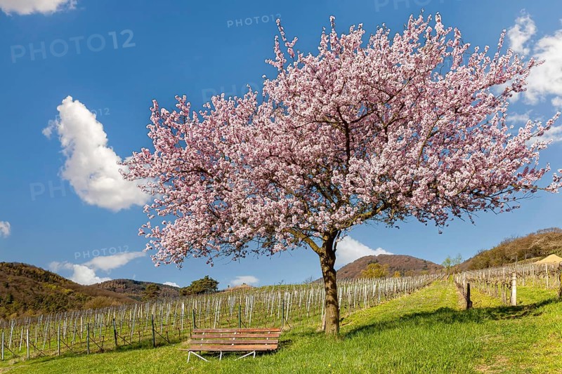 Flowering almond tree