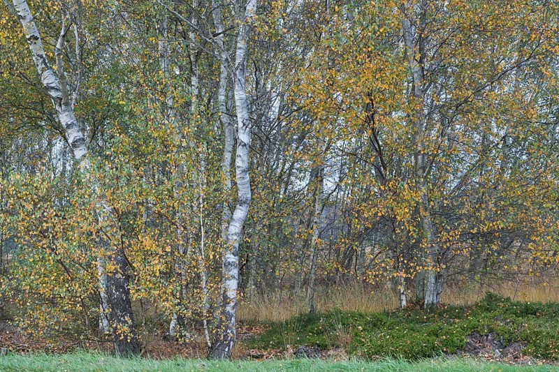 Warty birch