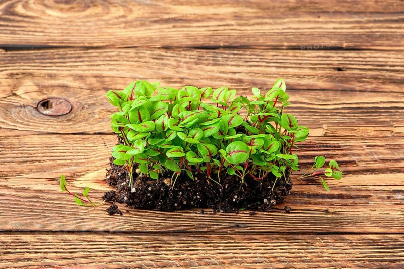 Fresh microgreens. Sprouts of sorrel on wooden background