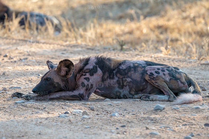 African wild dog
