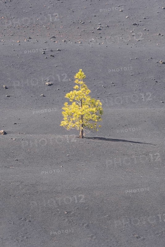 Canary Island Pine