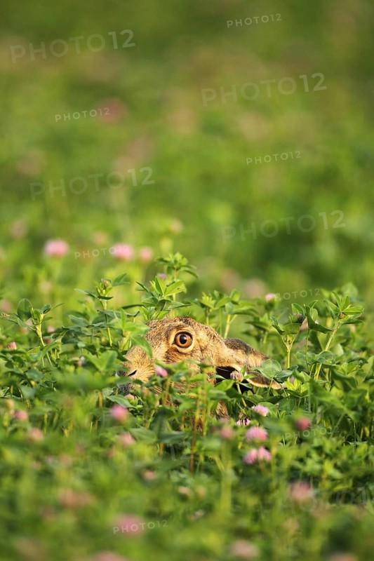 European hare