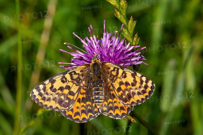 Red Melitaea butterfly butterfly with open wings sitting on purple flower from behind