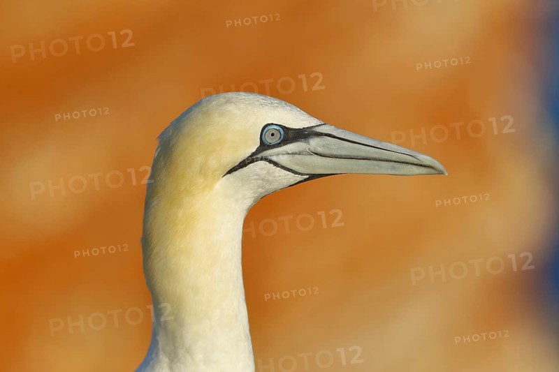 Northern gannet