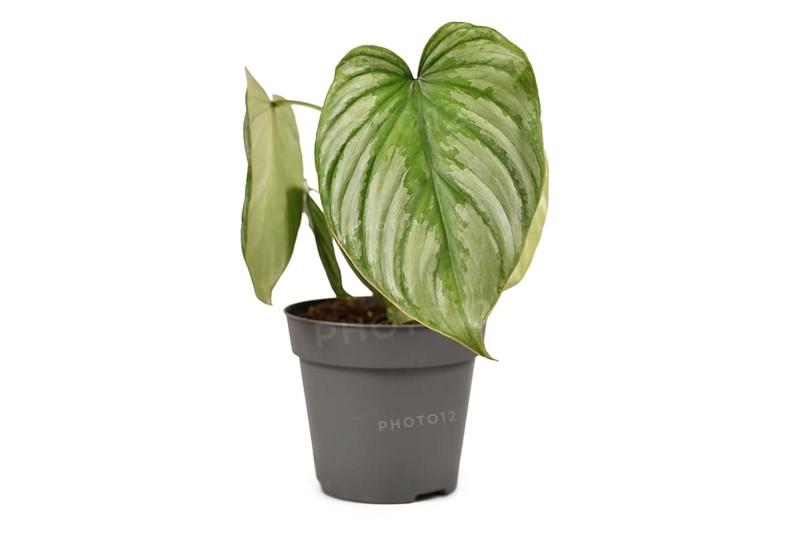 Tropical 'Philodendron Mamei Silver Cloud' houseplant with with silver pattern in flower pot isolated on white background