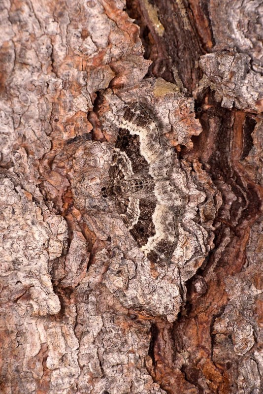 Perfect camouflage of the wood carpet
