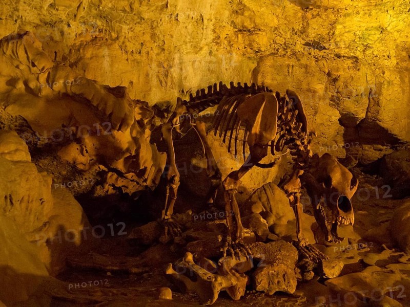 Restored skeleton of a cave bear in the Baerenhoehle