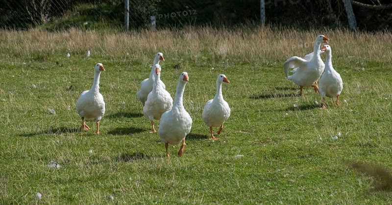 Peking ducks