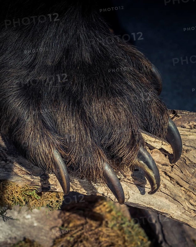Black Bear Paw With sharp Claws in view