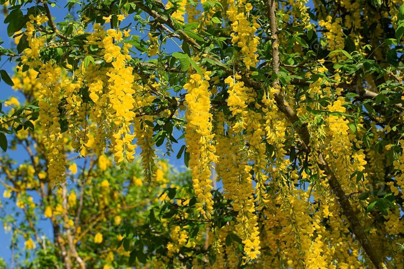 Golden rain several flower panicles with many open yellow flowers against a blue sky