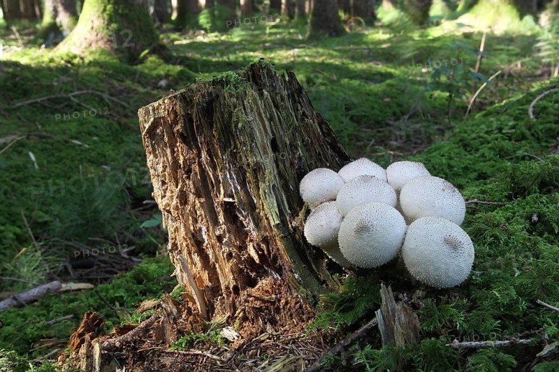Mushrooms
