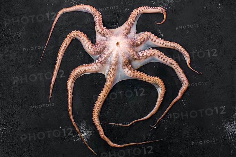 Top view of raw large octopus on black background