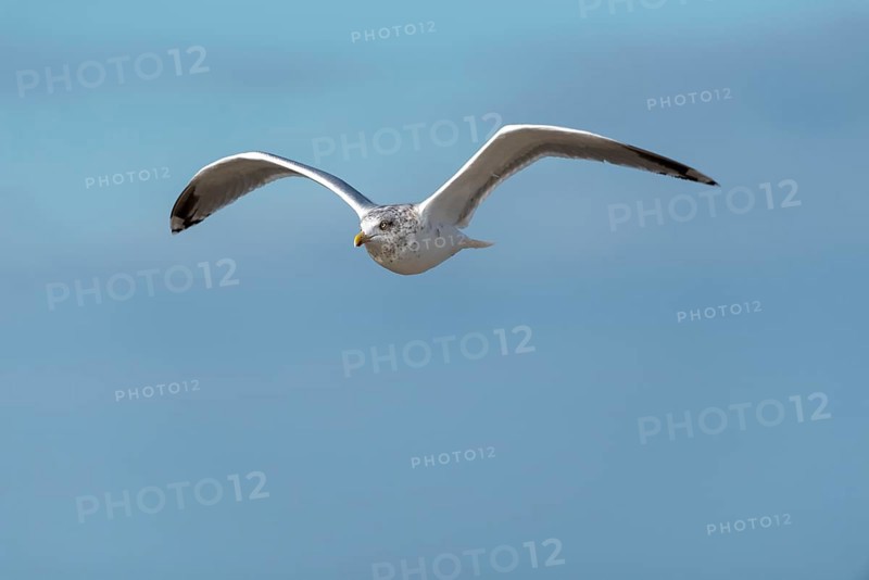 Seagull in flight