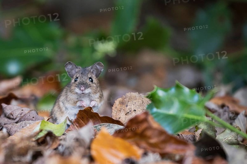 Bank vole