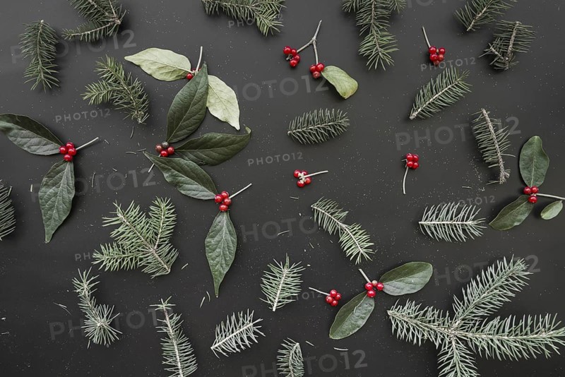 Christmas composition of green branches