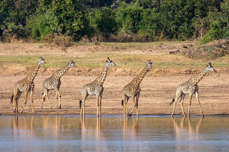 Rhodesian giraffe