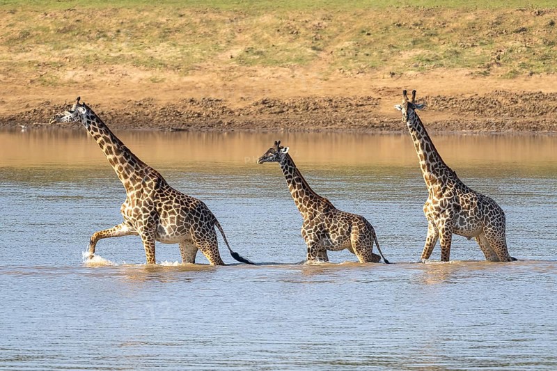 Rhodesian giraffe