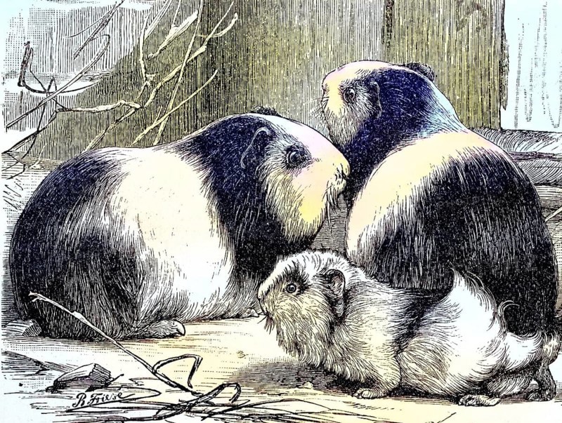 Guinea Pig pig