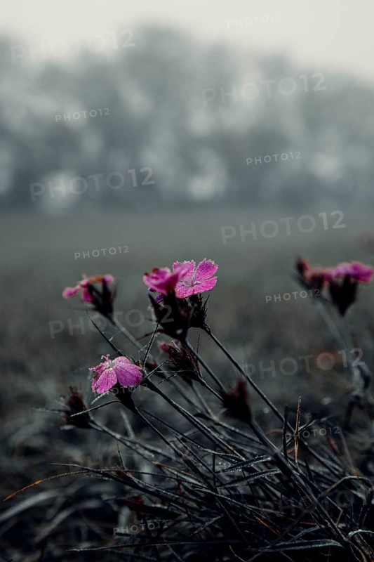 Wood pinks