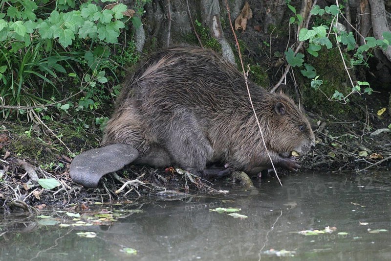 European beaver
