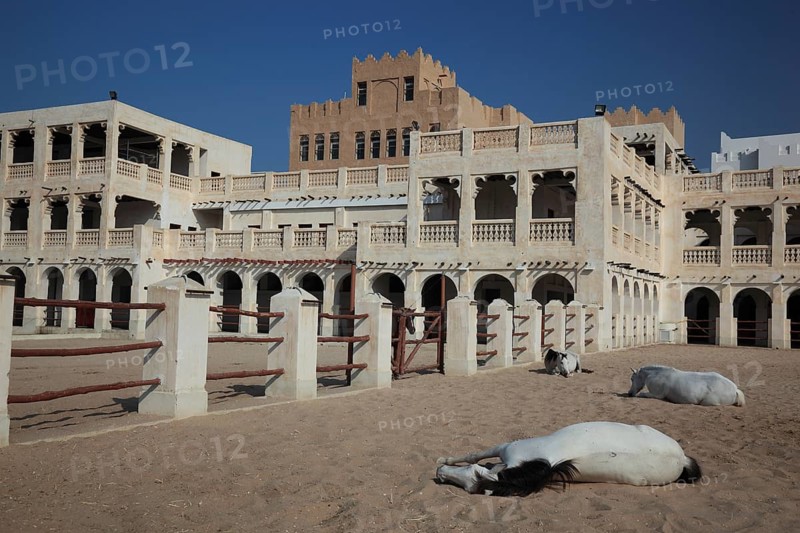 Arabian horse breeding stables in Al Jasra