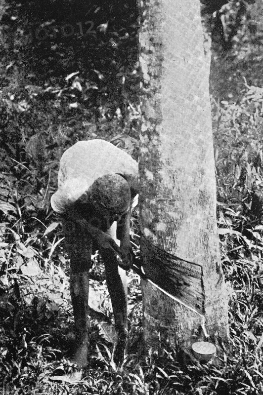 Rubber extraction