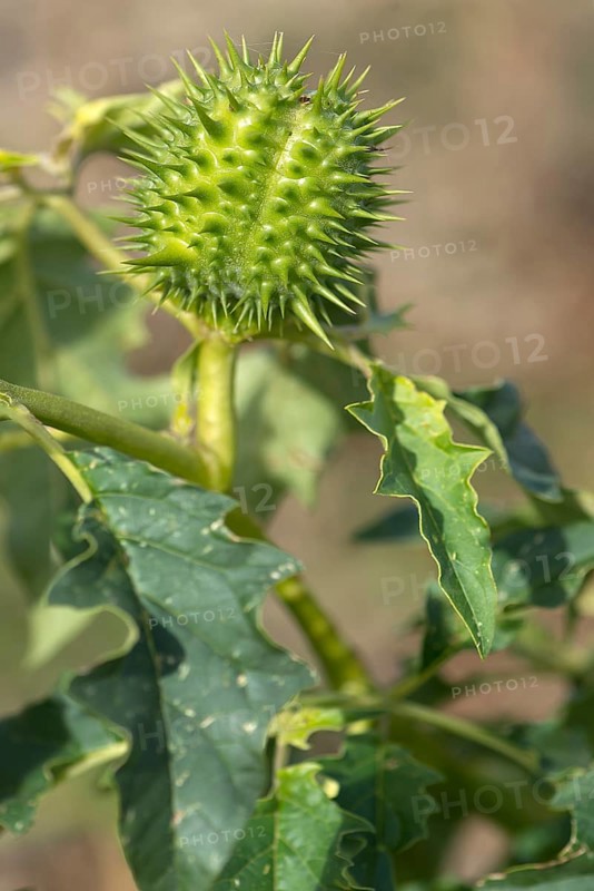 Jimson weed