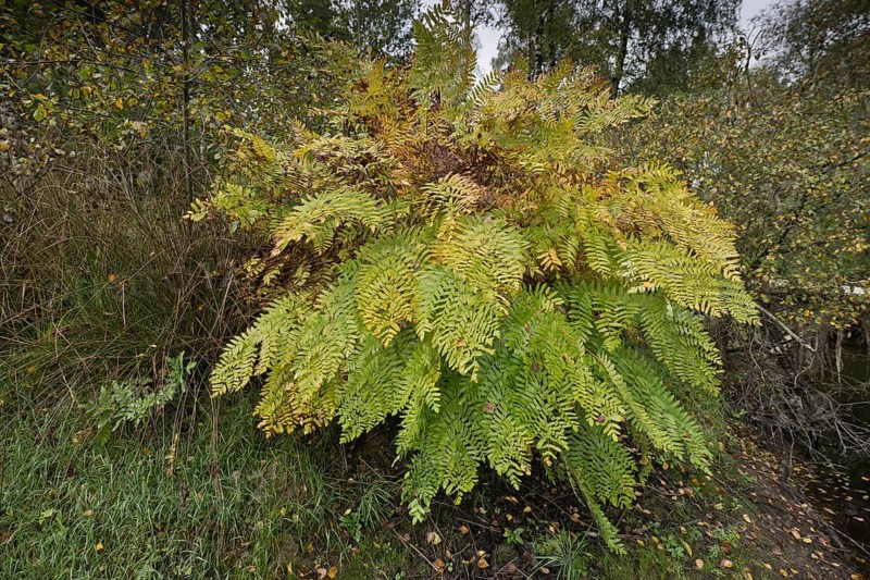 Royal fern
