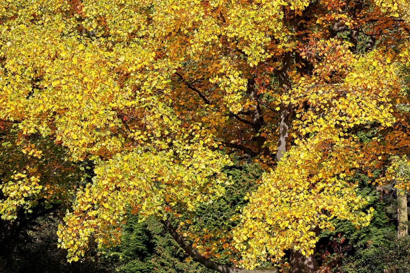 Tulip tree