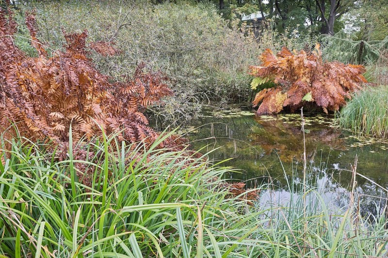 Royal fern