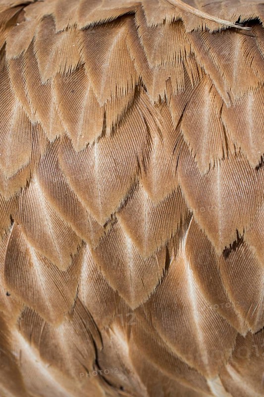 Beautiful bird feathers for decorative purposes