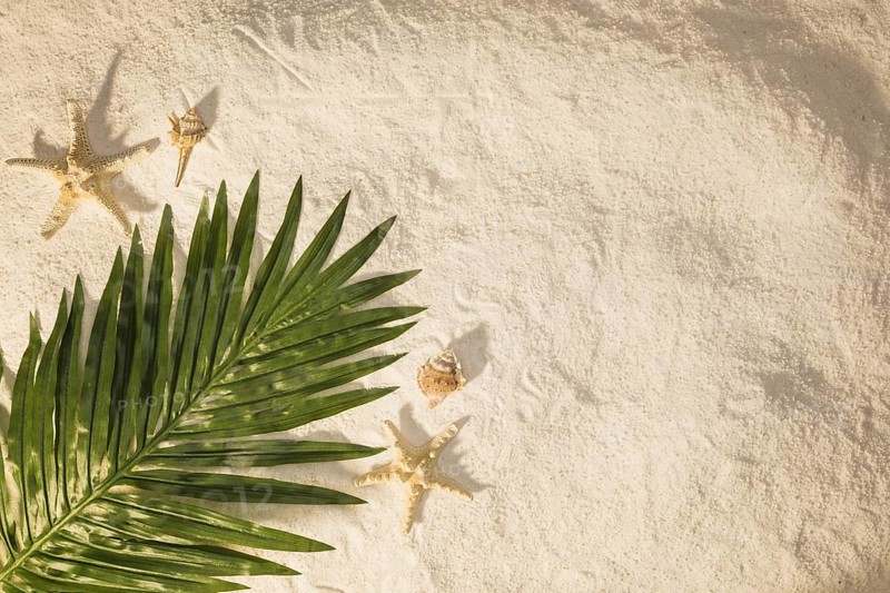 Palm tree leaf sand