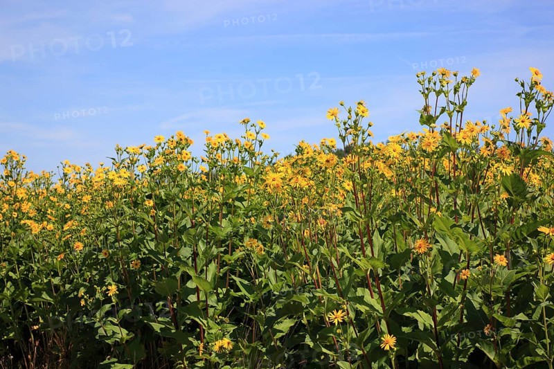 Cup plant