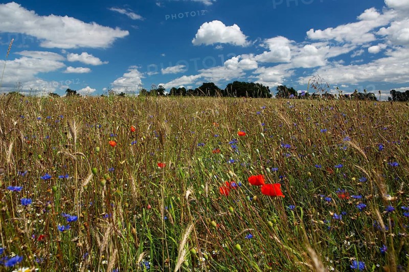 Field of blue and red wild herbs between cereal stalks in front of a group of trees and blue sky with white clouds