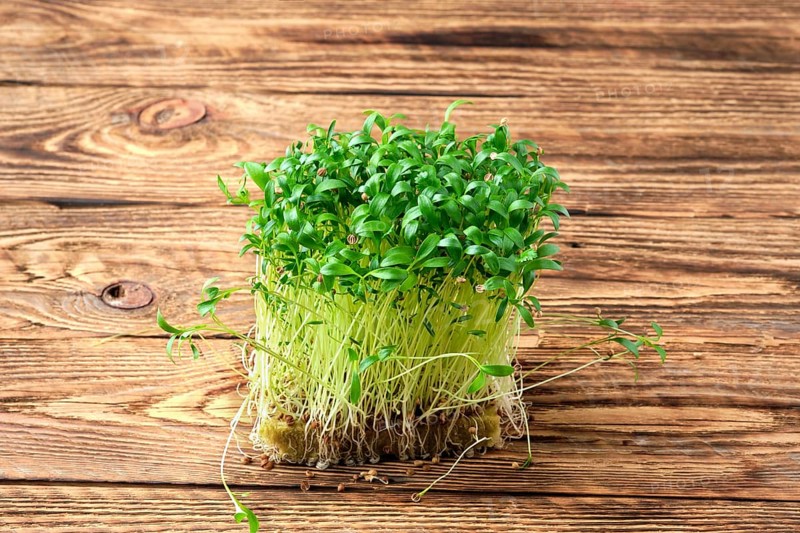 Fresh microgreens. Sprouts of cilantro on wooden background