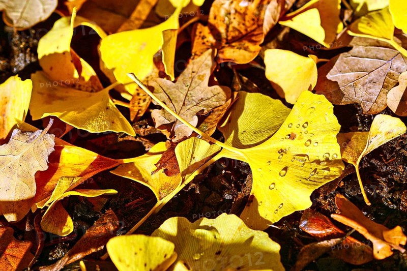 Autumn leaves