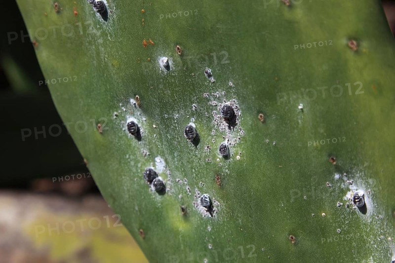 (Opuntia) plantations for the breeding of the cochineal scale insect, near Guatiza, Lanzarote, Canary Islands, Spain, Europe