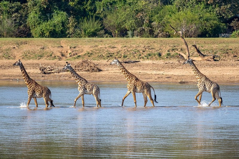 Rhodesian giraffe