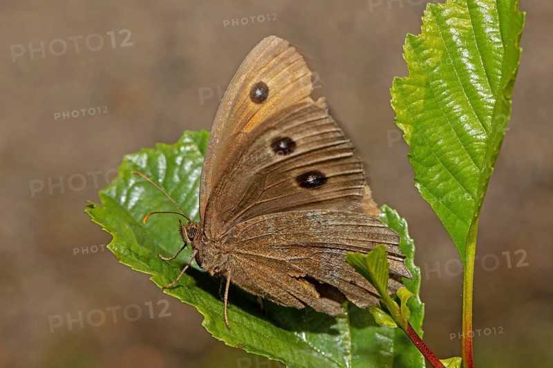 Blue-eyed Woodland Porter