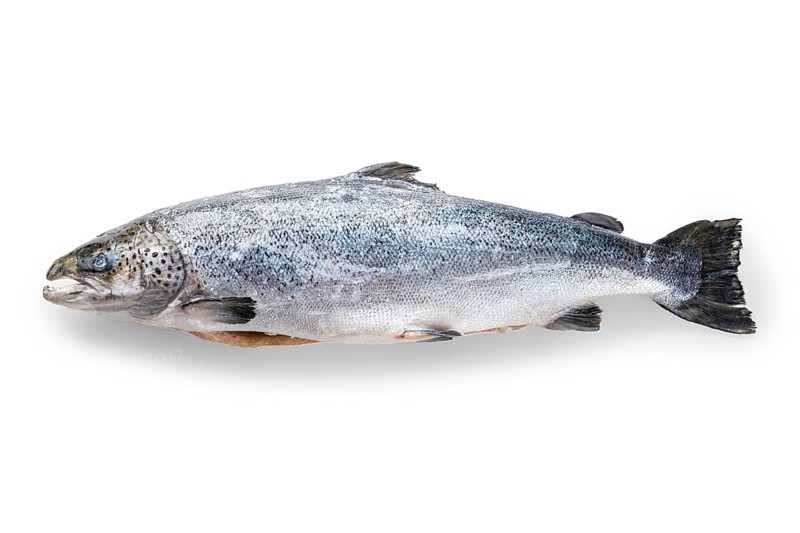 Whole raw unpeeled salmon isolated on white