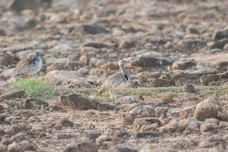 Rare cantilever bustard