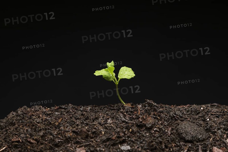 Still life growing seedling. Resolution and high quality beautiful photo