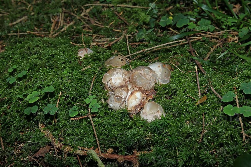 Mushroom