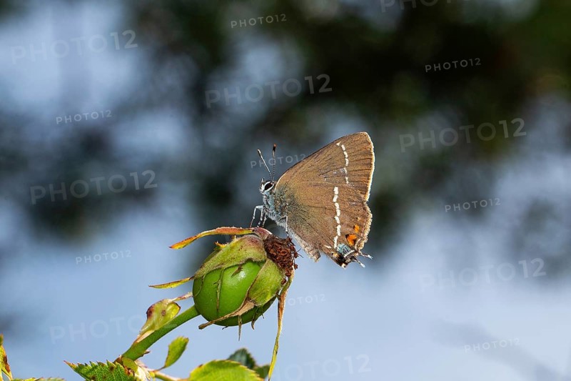 Buckthorn butterfly butterfly sitting on green fruit stand looking left against blue sky